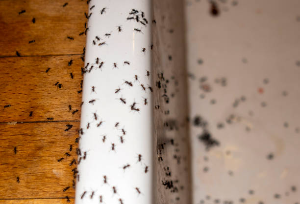 Best Insect Control  in Claxton, GA