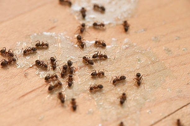 Best Local Pest Control Services  in Claxton, GA