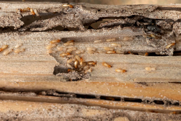 Best Best Pest Control Companies  in Claxton, GA
